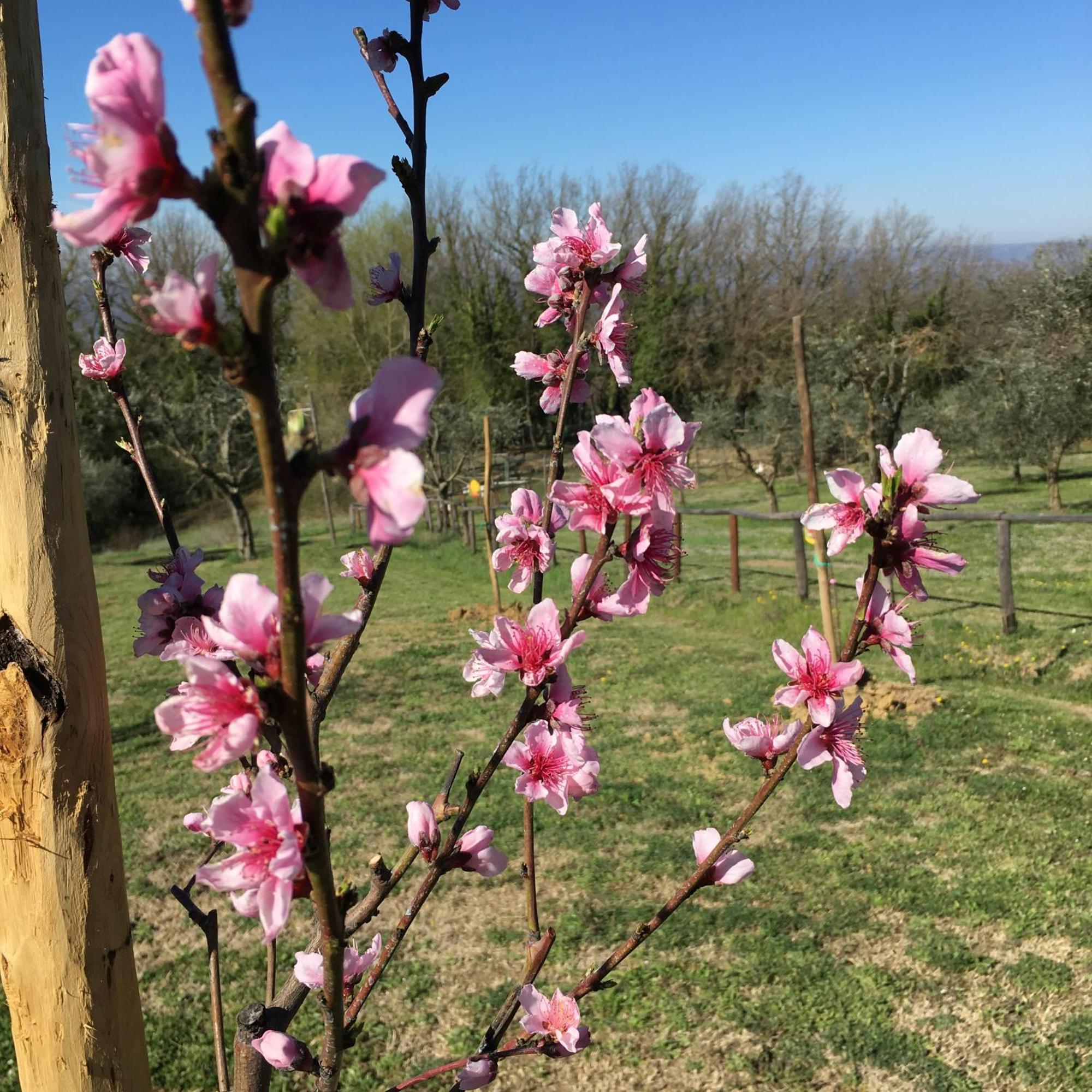 Agriturismo Podere Dell' Olmo 阿米里亚 外观 照片
