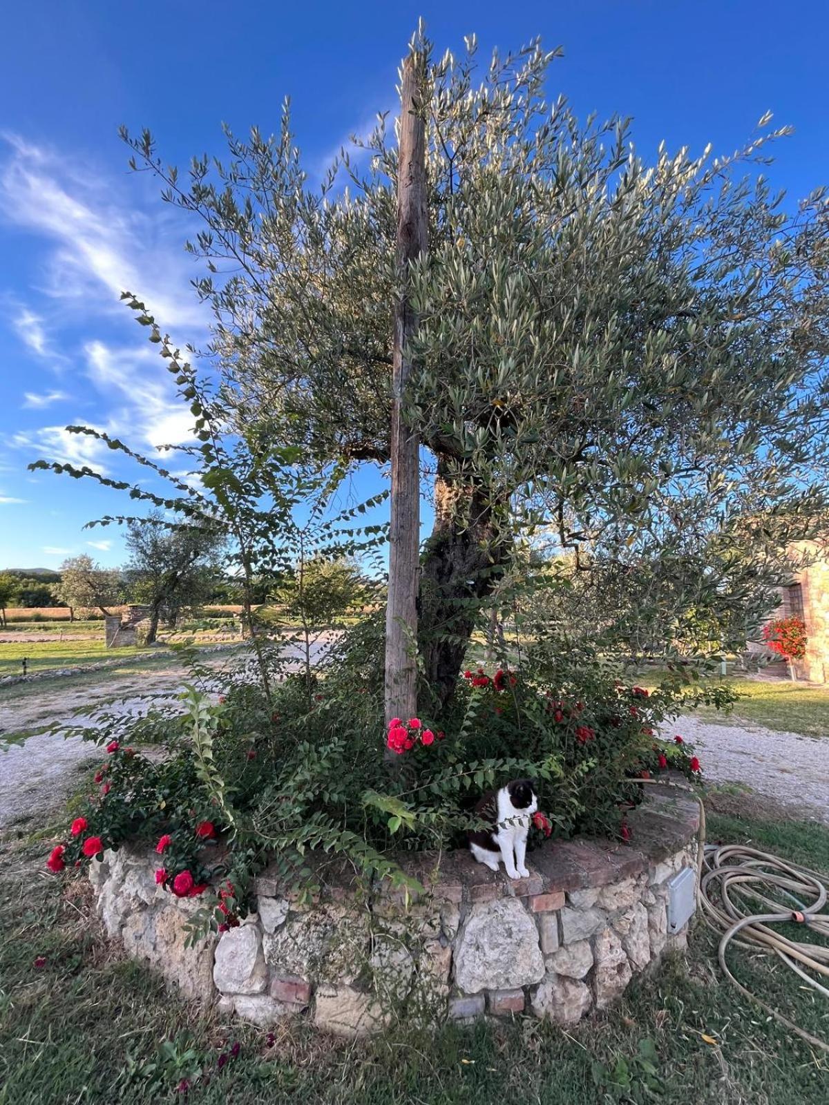 Agriturismo Podere Dell' Olmo 阿米里亚 外观 照片